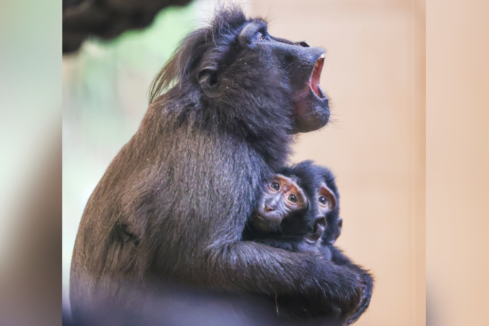 Nach mehreren Jahren Pause gab es dieses Jahr im Tierpark Gettorf gleich dreimal Nachwuchs bei der vom Aussterben bedrohten Affenart.