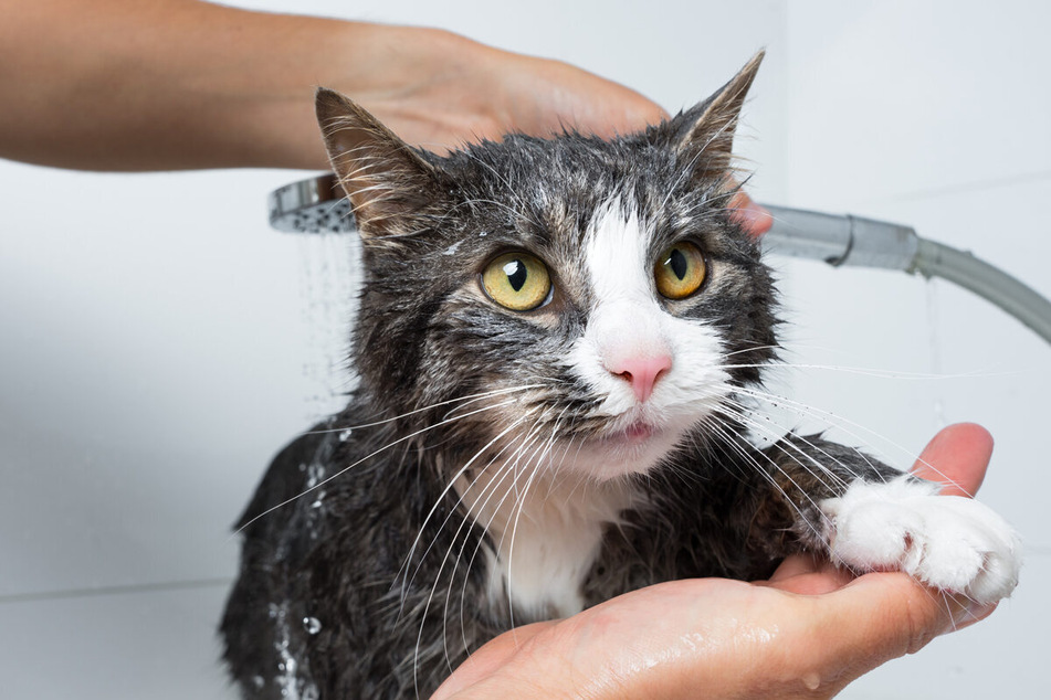 Never put your cat in the shower or directly under a running tap.
