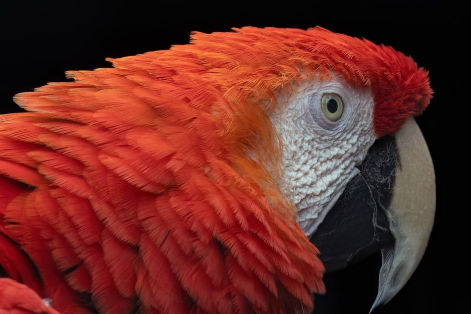 Ein großer Papagei hat in einem Wohnviertel die Polizei auf den Plan gerufen. (Symbolbild)