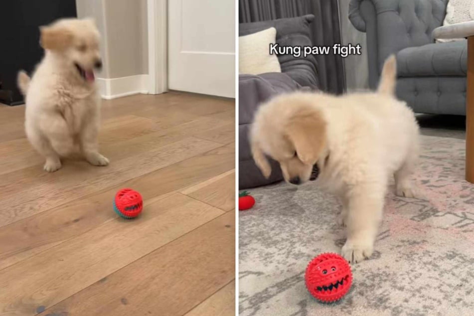 Hugo the puppy seems slightly overwhelmed by his new toy.