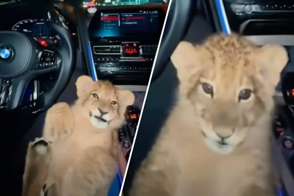 In einem Internet-Video ist zu sehen, wie ein Mann während der Autofahrt ein Löwenbaby auf seinem Schoß hat. Die Behörden ermitteln.