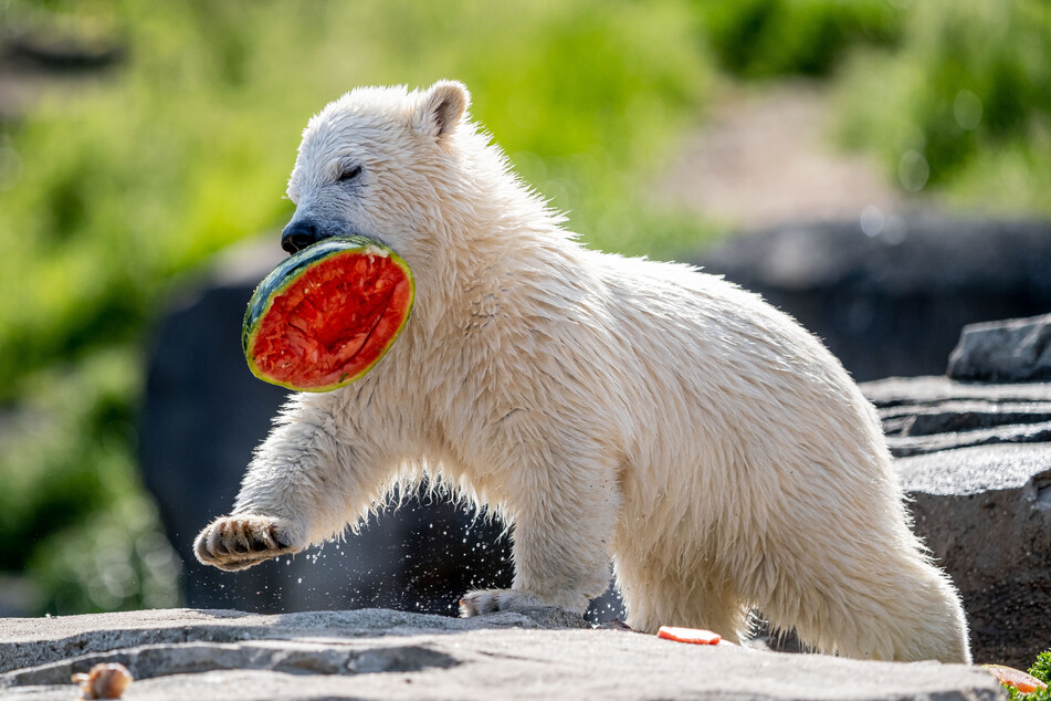 Die kleine Eisbärin Nana frisst eine Wassermelone im Zoo Hannover.