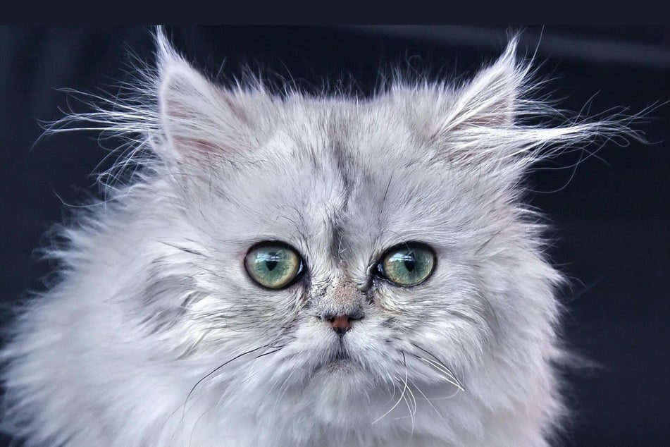 Tränende Augen können bei fehl gezüchteten Katzenrassen wie den Perserkatzen auch anatomisch bedingt sein.