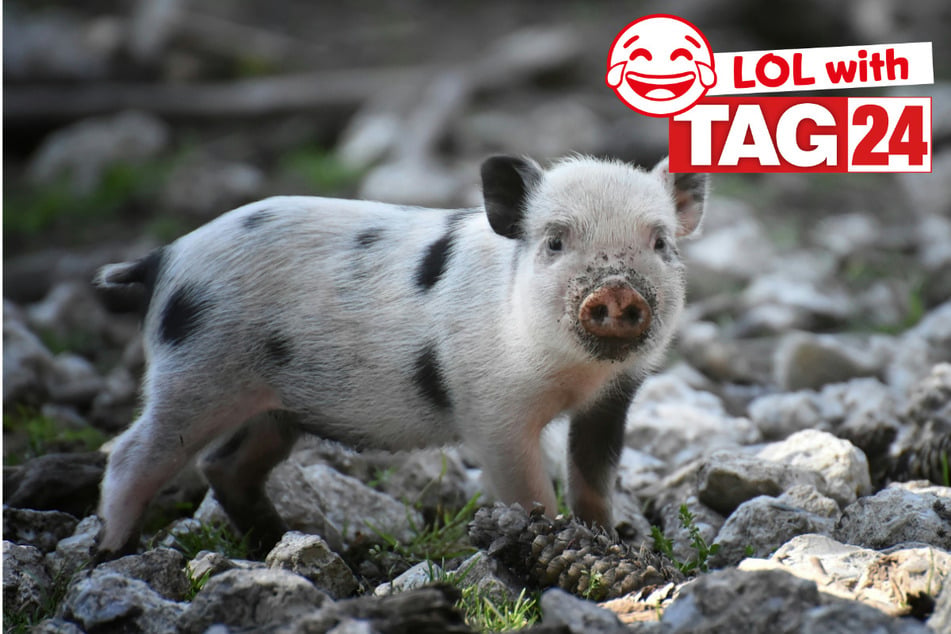 Joke of the Day for July 12, 2026: A piggy funny