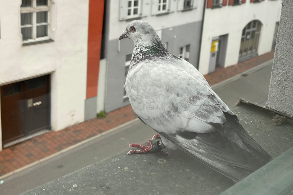 Das Foto zeigt die verirrte Brieftaube auf dem Fenstersims der Polizeiinspektion in Donauwörth.