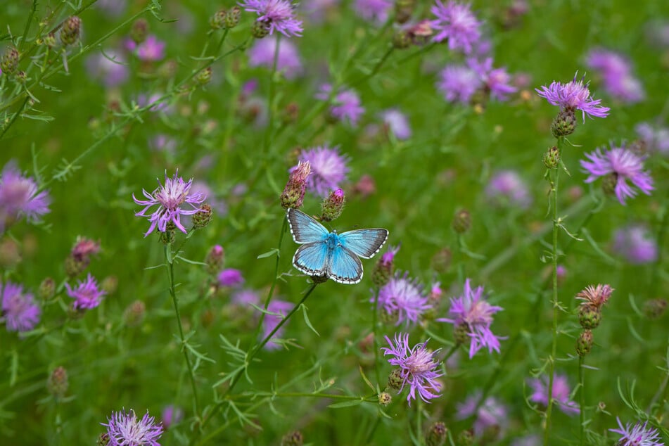 Die Flockenblume eignet sich, um Schmetterlinge wie den Hauhechel-Bläuling anzulocken.