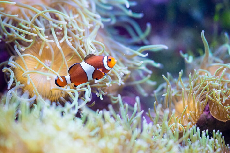 Die Jahreskarte für das Tropen-Aquarium gilt nur von Montag bis Freitag. (Symbolbild)