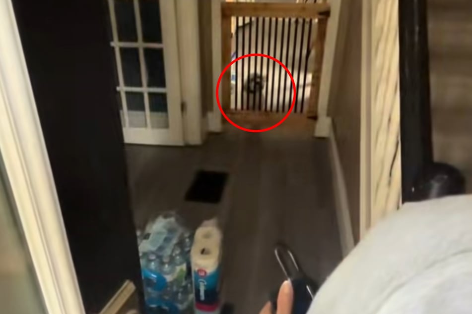 Wuff: Das Paar traut seinen Augen kaum, als es im neuen Haus von einem Hund begrüßt wird.