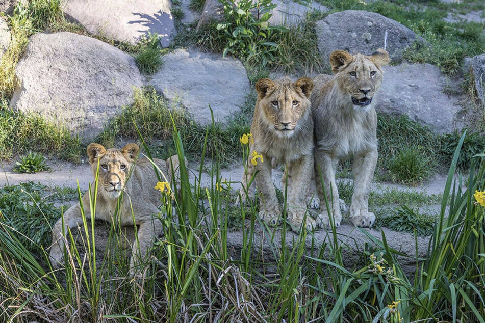 Kater Themba (rechts) mit seinem Bruder Bahati (Mitte) und Schwester Malu (links).