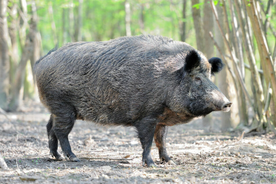 Subaru kracht in Wildschwein, schleudert es auf Gegenfahrbahn und verursacht weiteren Unfall