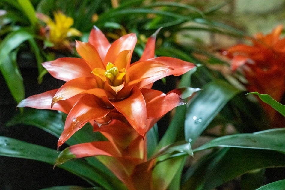 Bromelien, z. B. die Guzmania, sind farbenfrohe Zierpflanzen und katzenfreundlich.