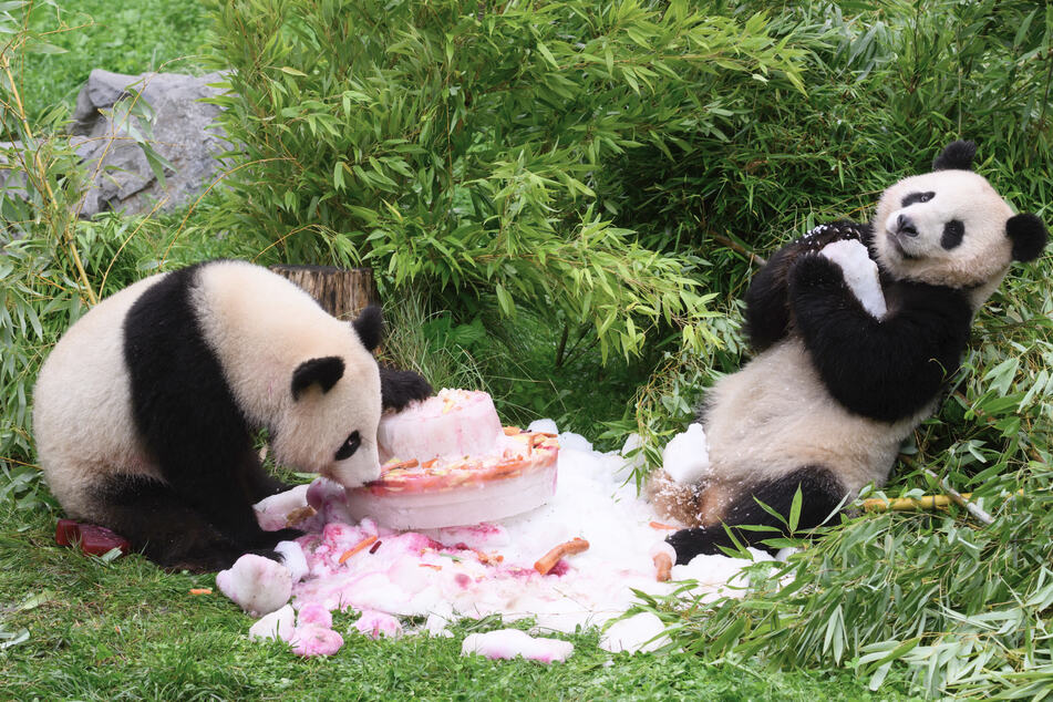 Abschied aus Berlin: Panda-Zwillinge ziehen weg