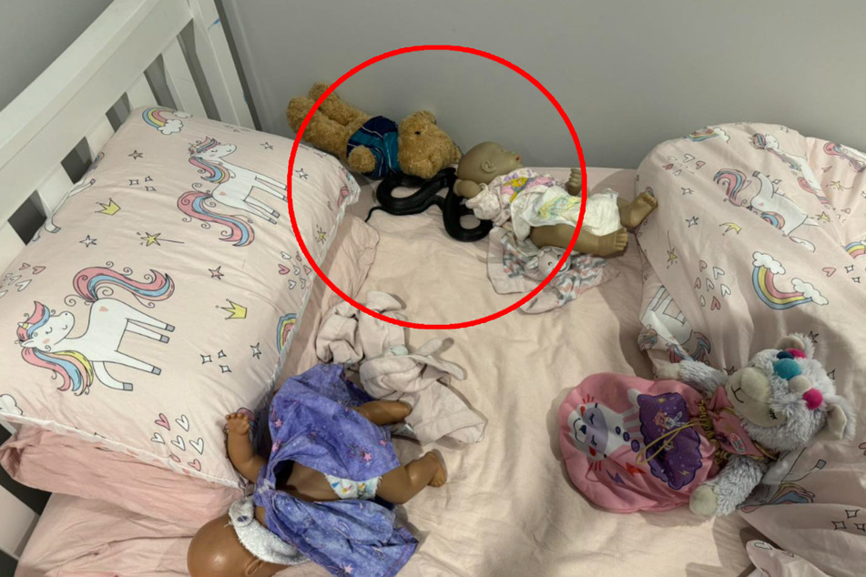 Im australischen Jimboomba versteckte sich eine Rotbäuchige Schwarzotter im Kinderbett.