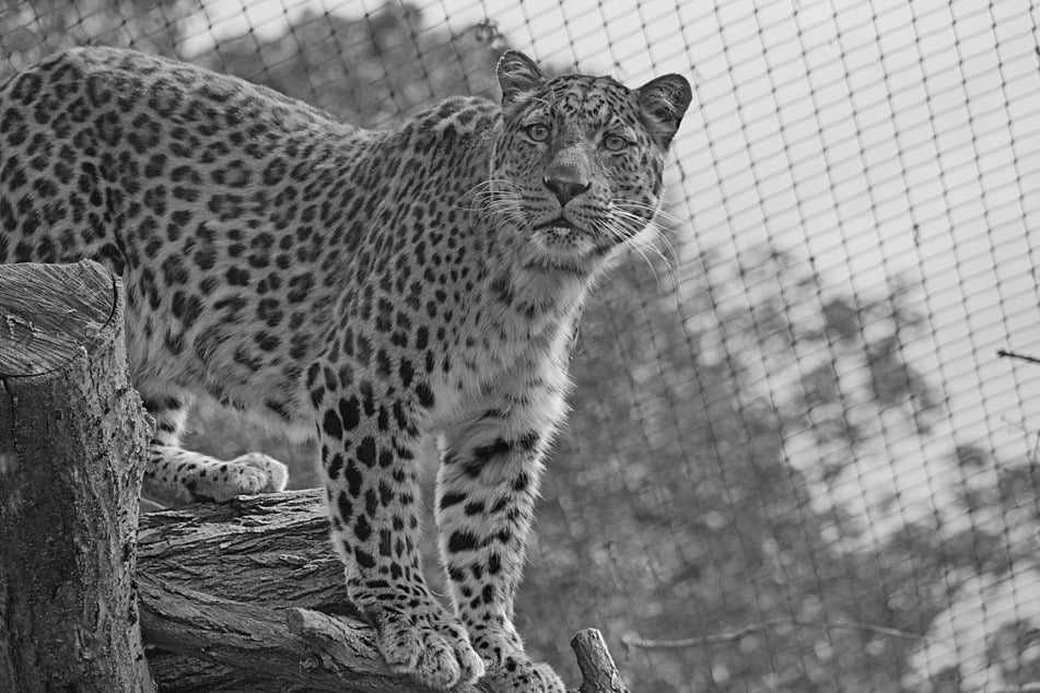 Der Zoo Hoyerswerda trauert um Leopard San: Er musste wegen eines Nierenleidens eingeschläfert werden.