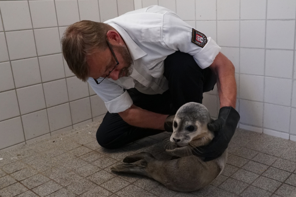 Spaziergänger haben am Freitagabend einen jungen Heuler am Elbstrand in Hamburg gefunden. Hier schaut sich Schwanenvater Olaf Nieß das Tier an.