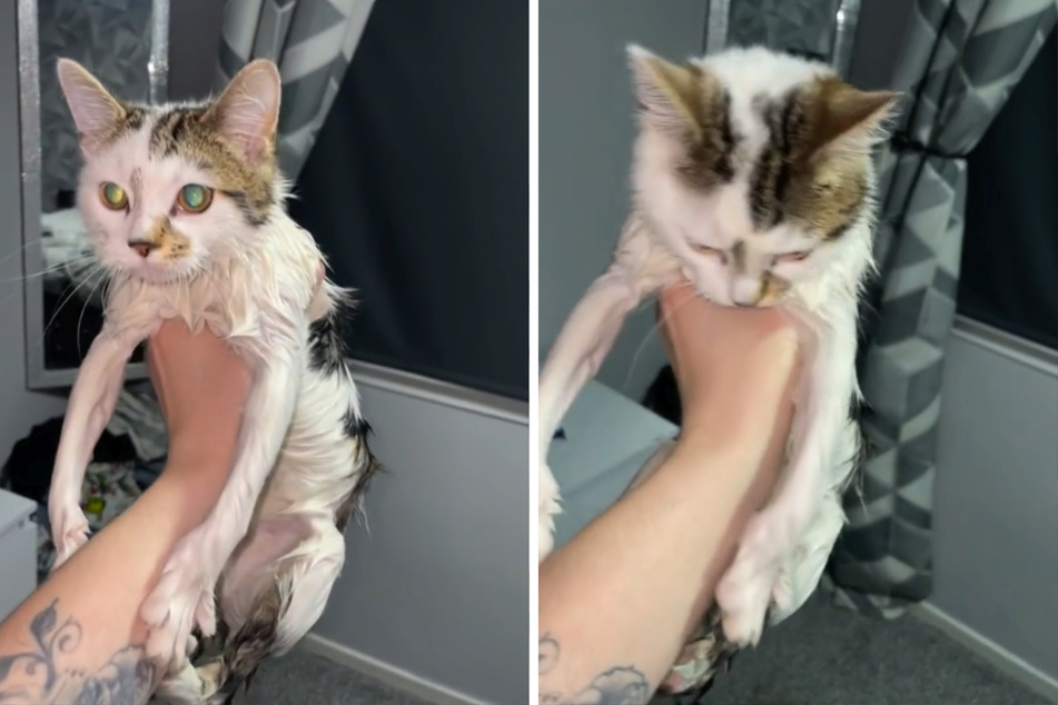 Ashamed, David's cat looks down after taking an unintended dip in a bubble bath!
