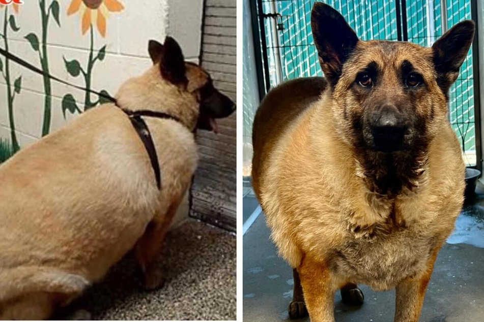 Incredibly overweight German Shepherd leaves shelter staff gobsmacked