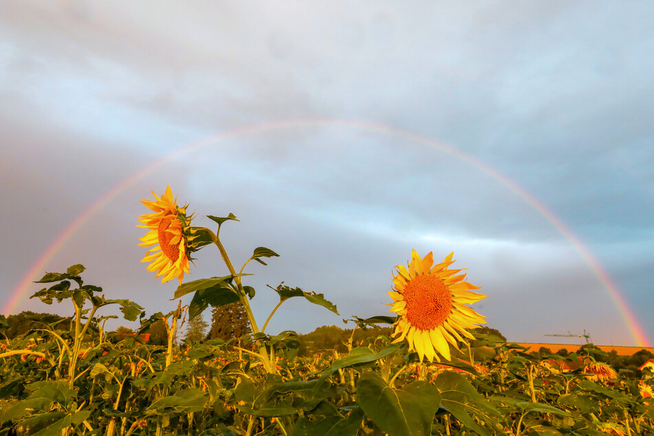 Die neue Woche in Sachsen wird erst heiß und sonnig, dann aber nass und gewittrig.