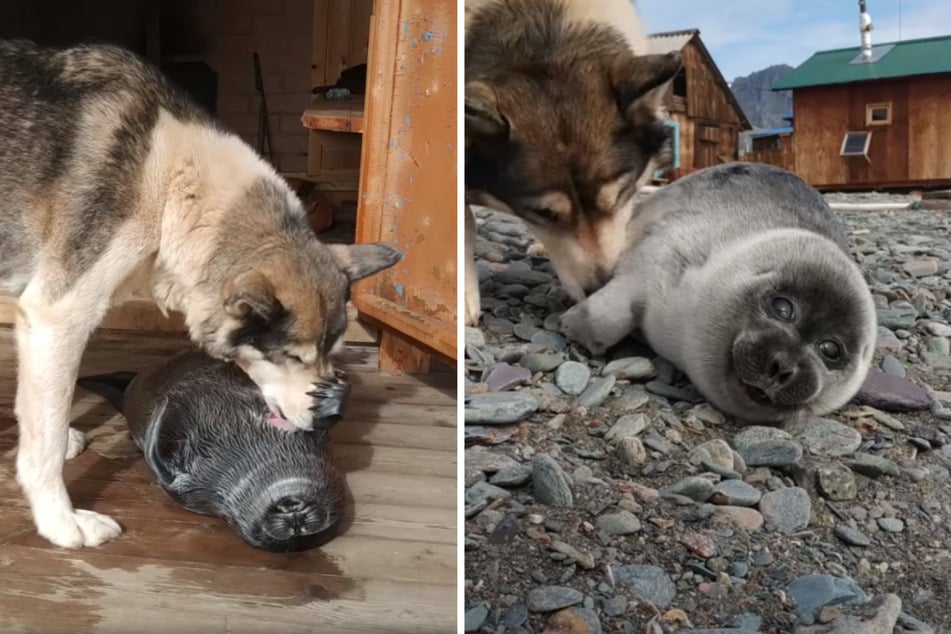 Hundreds of thousands of users were touched by the unlikely friendship between a dog and a baby seal (collage).
