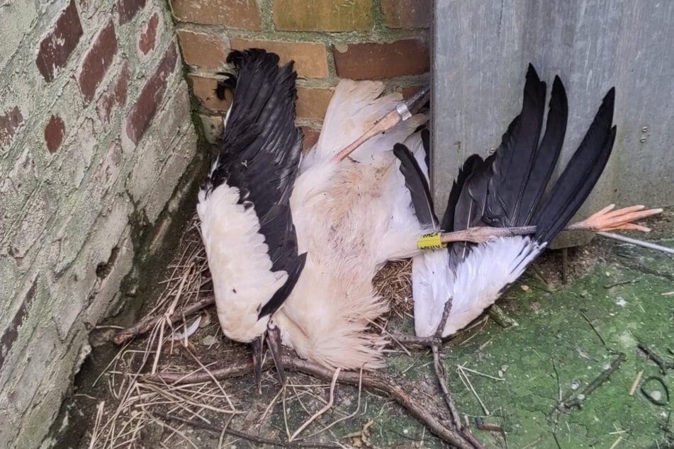 Der Jungstorch lag Ende Juni tot neben der 29 Meter hohen Esse.