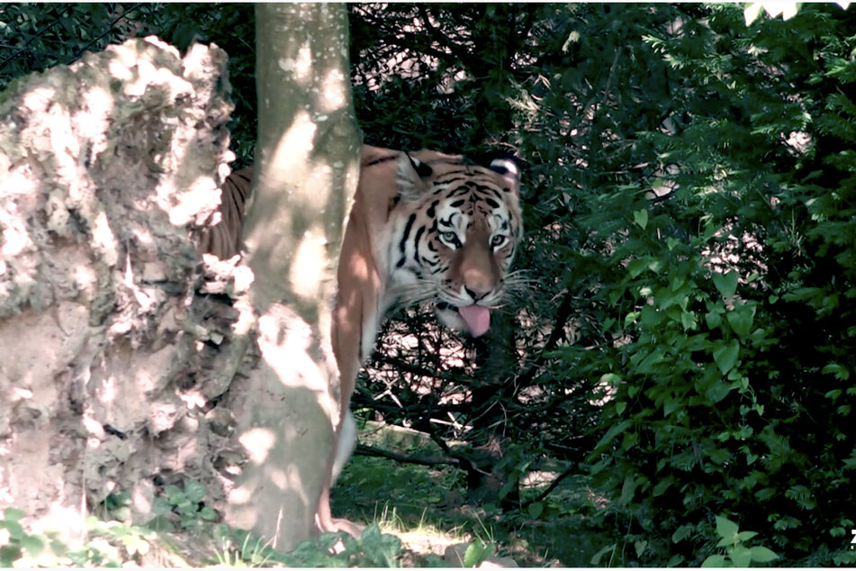 Amurtiger-Weibchen Irina griff eine Pflegerin (55) an und verletzte sie tödlich.