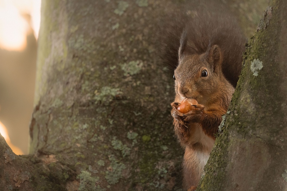Tokyo zoo apologizes after accidentally killing dozens of its squirrels