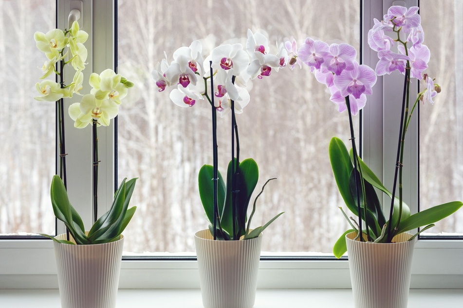 Orchideen sehen wunderschön aus und eignen sich sehr gut fürs Schlafzimmer.