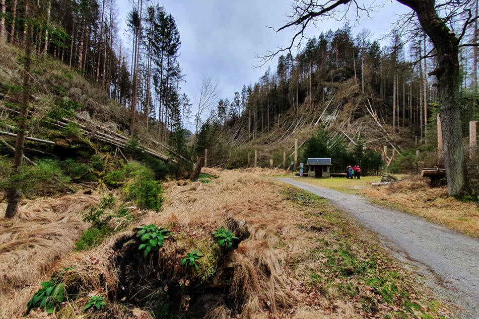 Das Ausmaß der Naturkatastrophe wird jedem bei einer Wanderung durch das Elbsandsteingebirge schmerzlich bewusst.