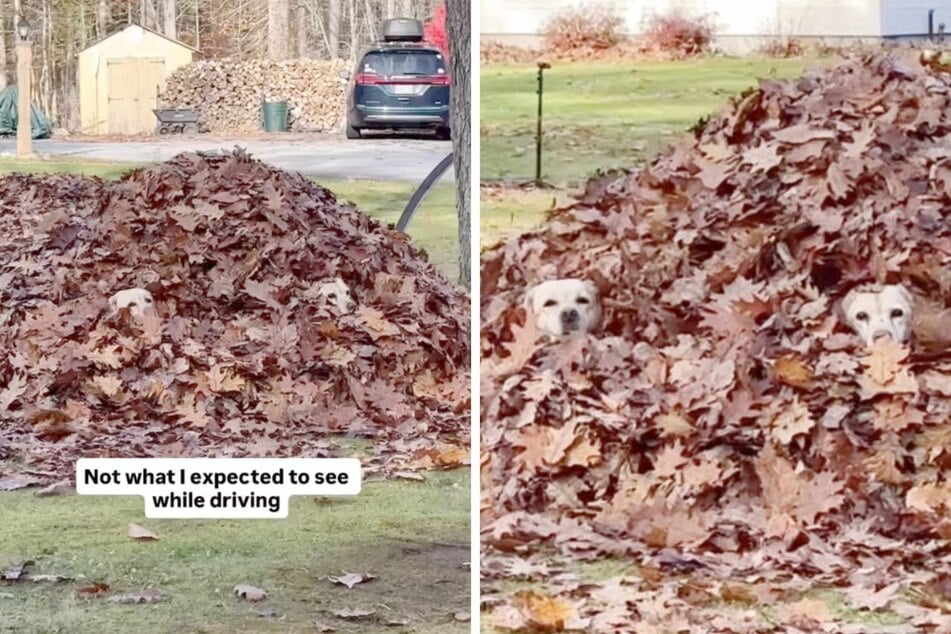 Woman drives past a pile of leaves: she doesn't expect the double doggy surprise lurking inside!