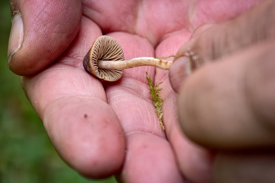 Bisher zeigen sich im Küchwald nur vereinzelt kleinere Pilze.