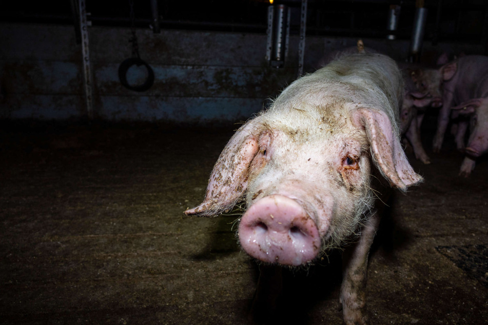 Abgekaute Ohren, entzündete Augen: Die Zustände der Schweine in den Westfleisch-Betrieben sind katastrophal.