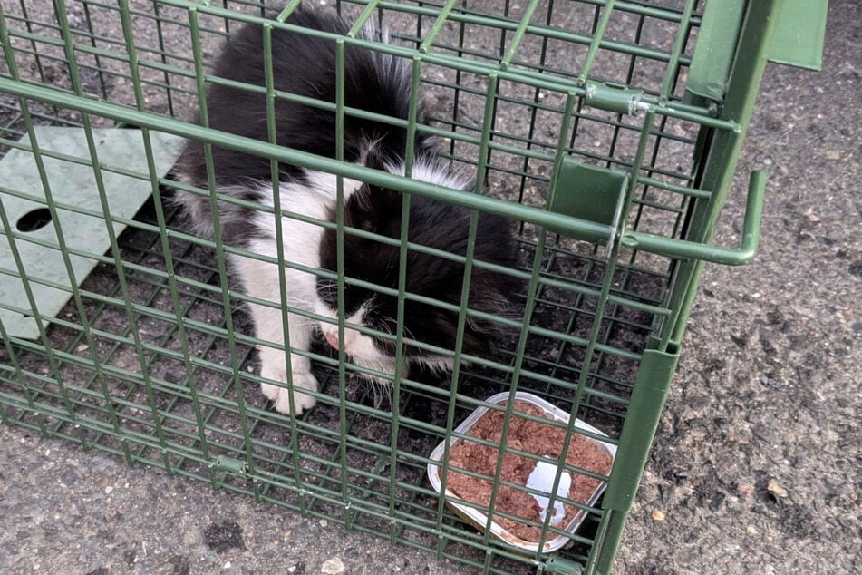 Nachdem sie das Kätzchen versorgt hatten, brachten die Zöllnerinnen und Zöllner die Fellnase in ein nahe gelegenes Tierheim.