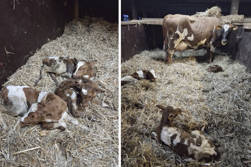Trojčata musela být hned od matky oddělena, protože matka byla přetížená.