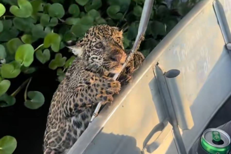 De jaguar klamde zich angstig vast aan het net.