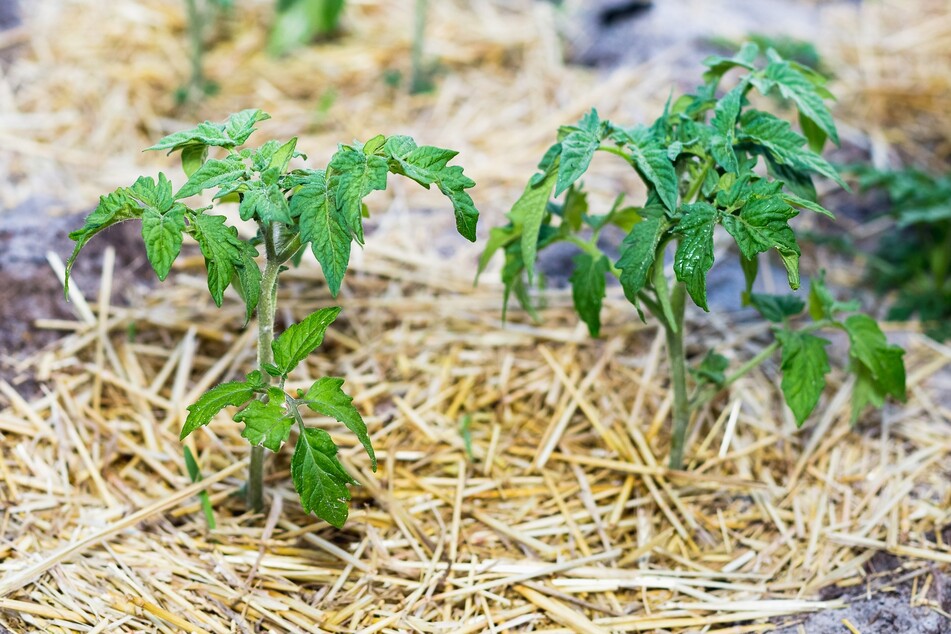 Gemüse im Garten? Trockener Boden kann mit Mulch verhindert werden.