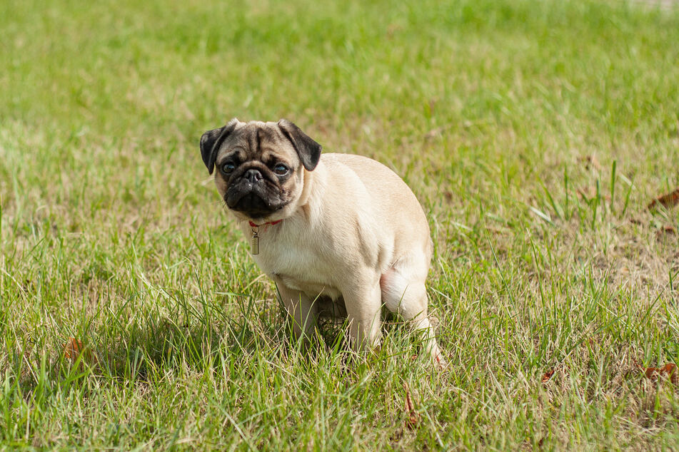 Is your dog giving you the eyes while it's taking a poop? That's because it wants you to have its back.