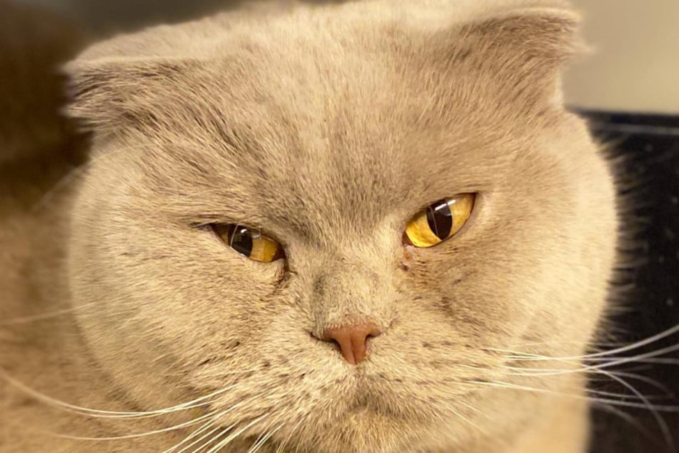 Wer kann diesem Blick widerstehen? Katzen-Lady Chanel weiß noch gar nichts von ihrer Karriere auf Instagram.
