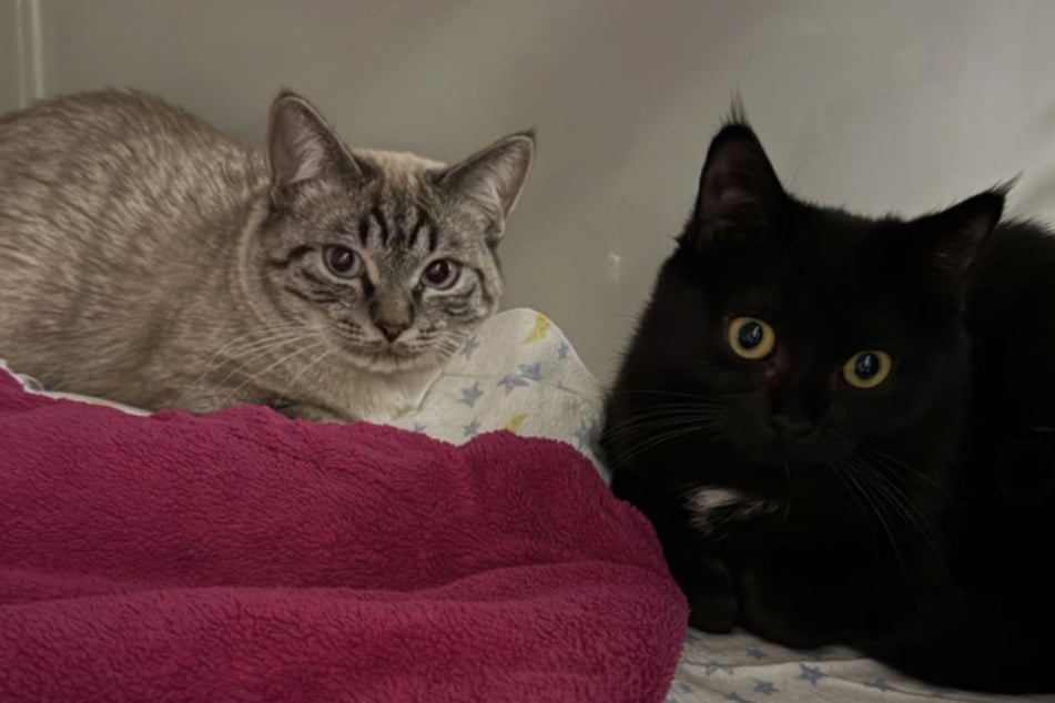 Kdo rozpozná kočky, bude požádán, aby se spojil se záchranáři zvířat z Bergheimu.