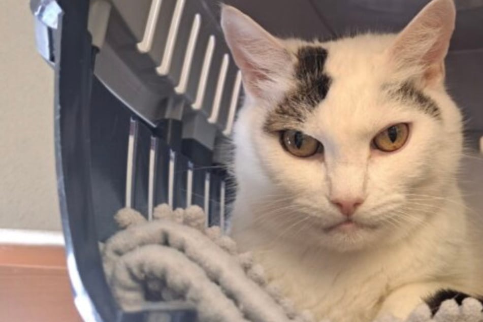 Die Seniorin mit dem finsteren Blick: Hat Terry eine zweite Chance verdient?