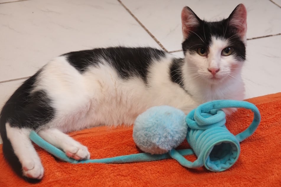 Tuxy es una encantadora gatita de pelaje aterciopelado ...