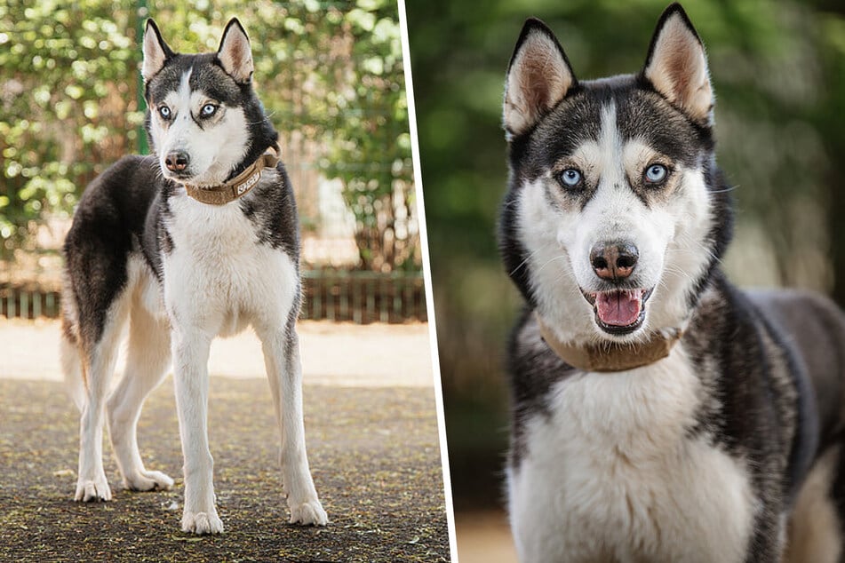 Völlig unverständlich im Tierheim gelandet: Toller Husky Felix sucht neues Zuhause