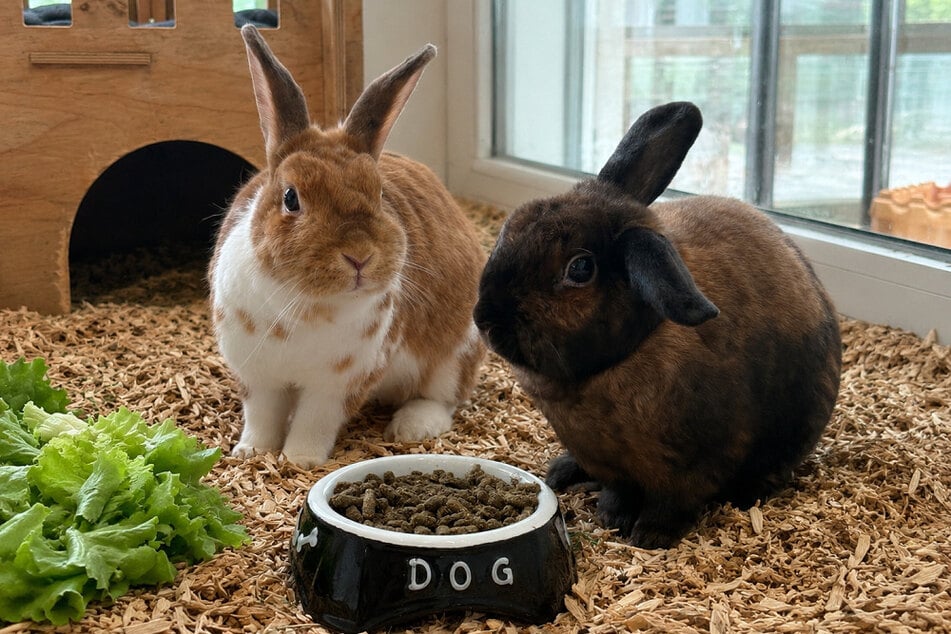 Lisa (l.) und Paul sind unzertrennlich. Wer schenkt ihnen wieder Hoffnung?