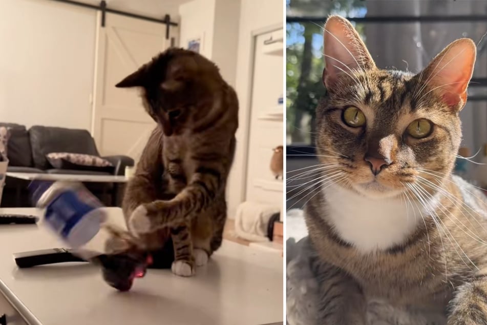 Mujer cree que los gatos son fáciles de cuidar: las lecciones que su gato peludo le da hacen llorar de risa