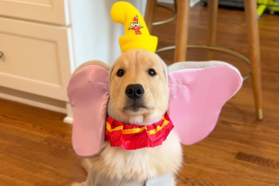 Nicht gruselig, dafür niedlich: Happy geht an diesem Halloween als Dumbo der Elefant.