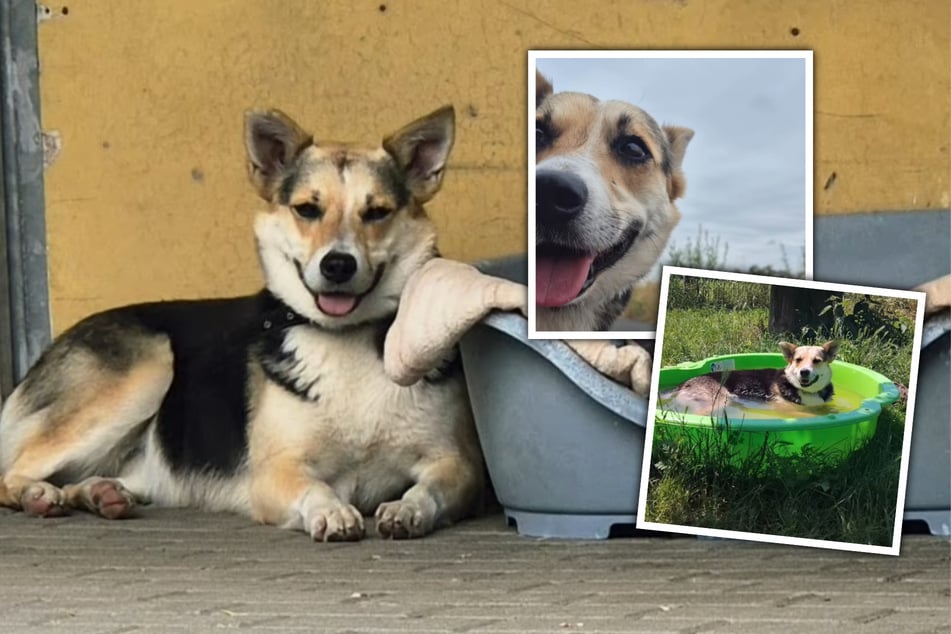 Foxy, de cuatro años, es una perra de ensueño. Ahora está buscando su propio hogar.