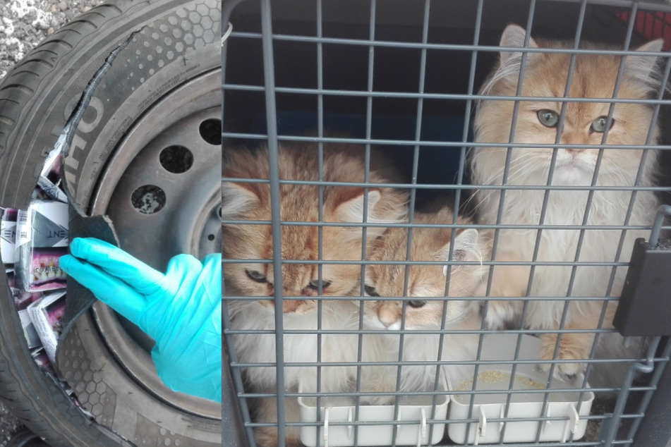 Der Mann schmuggelte zwei Hunde und sieben Katzen.