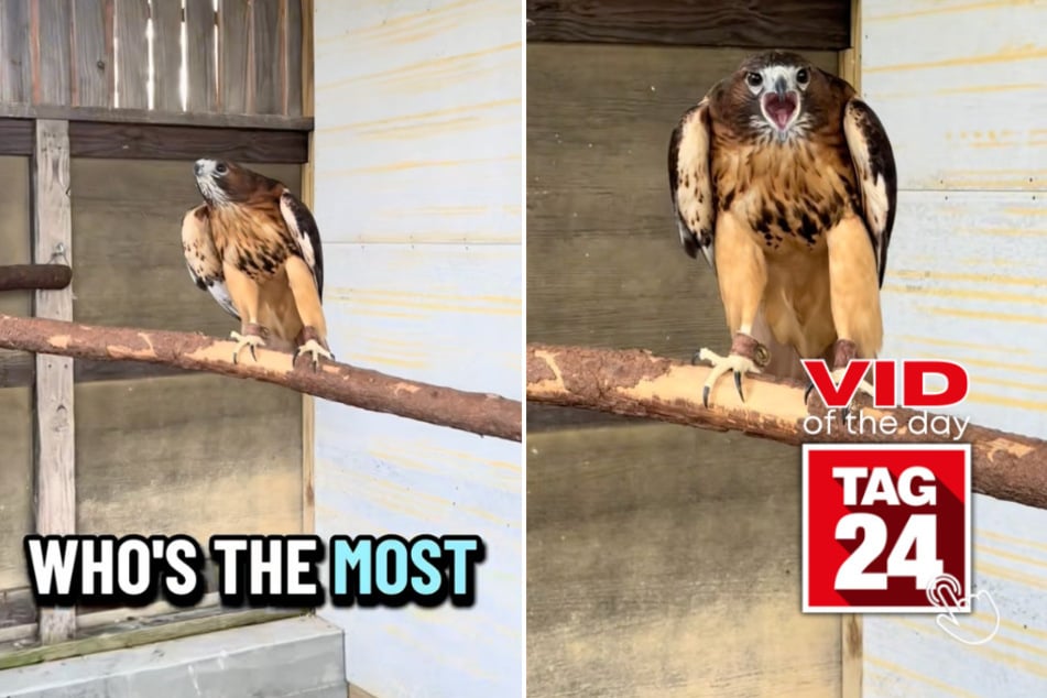 viral videos: Viral Video of the Day for March 18, 2026: This hawk knows he's the most handsome guy in the room!