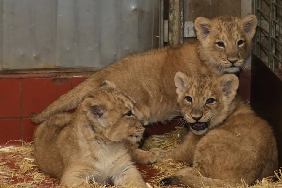 Süßer Nachwuchs im Kölner Zoo: Drei kleine Löwen wagen sich erstmals nach draußen