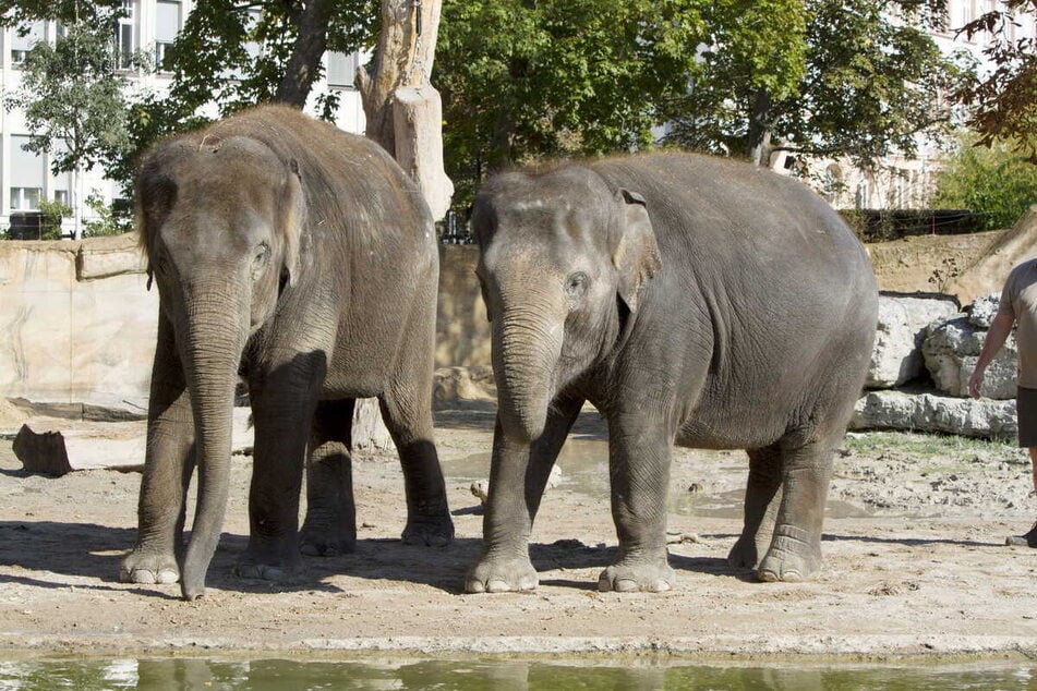 Die Elefantenkühe Thuza (l.) und Pantha sind beide trächtig und erwarten in etwa drei Monaten den Nachwuchs.