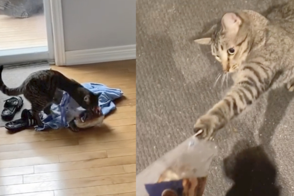 Katze mit Vorliebe für Brot treibt Besitzerin zur Weißglut